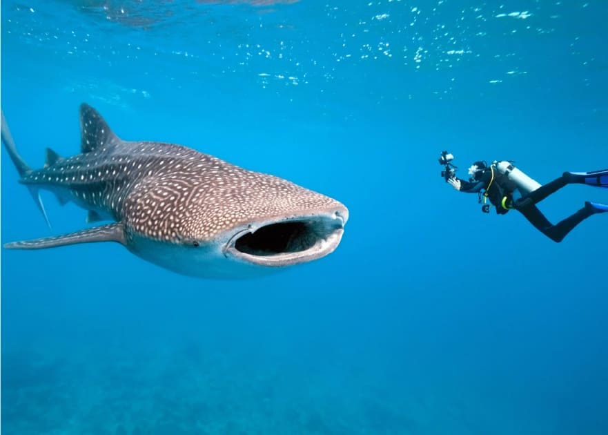Tanzanian whale shark diver