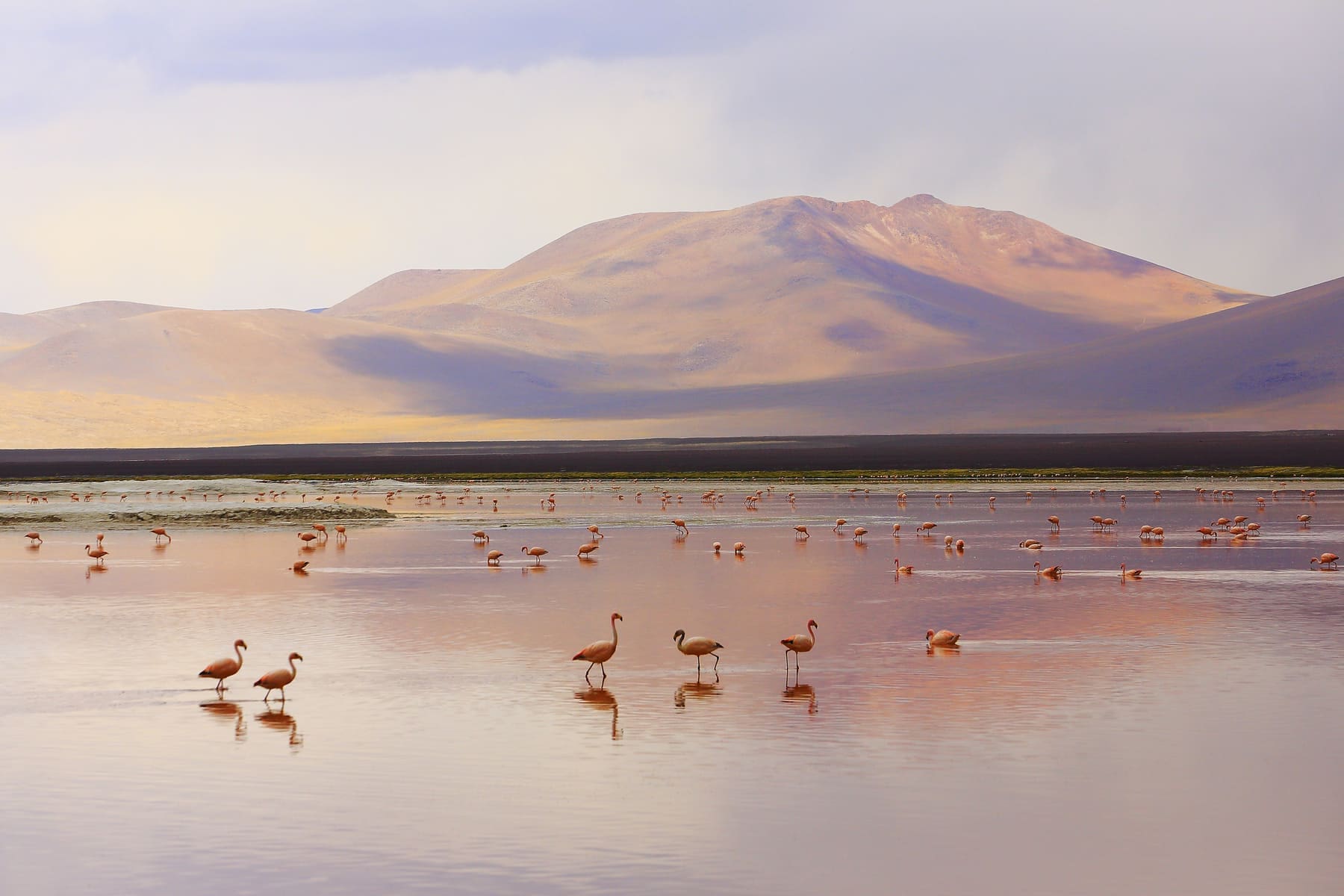 flamingos in the Uyuni salt flats