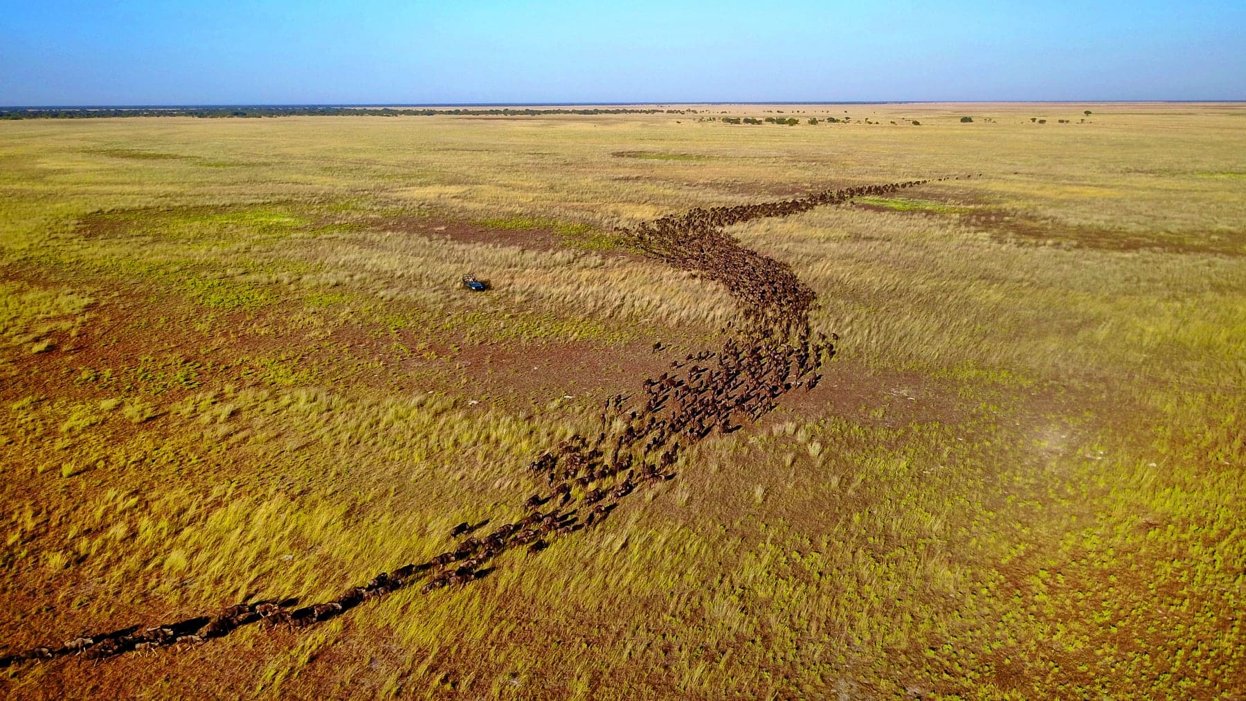 gran migración de ñus en Zambia