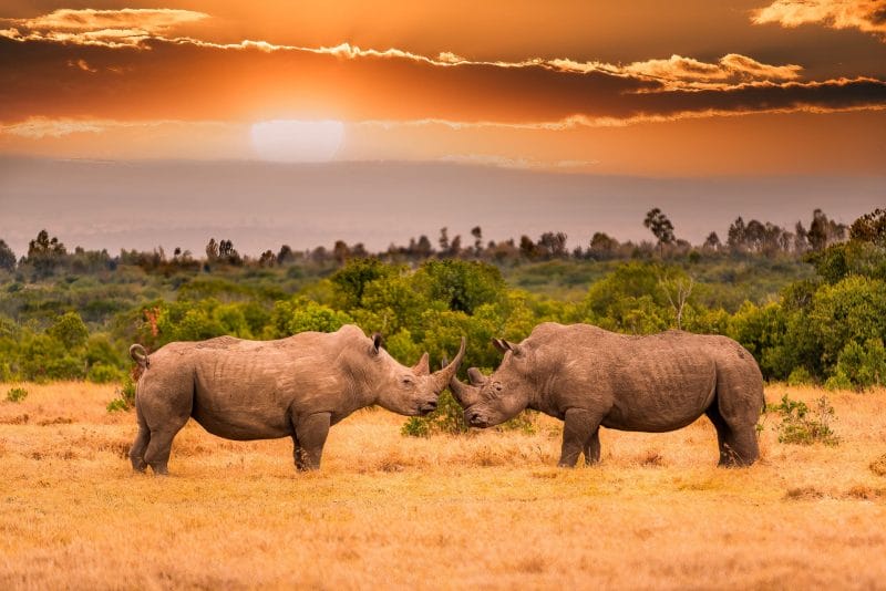 White rhino South Africa
