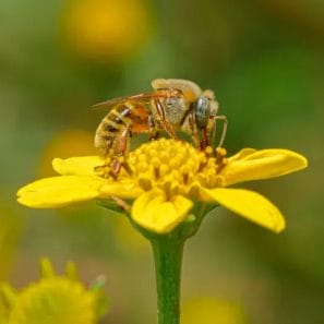 Abjea melipona Yucatan Mexico