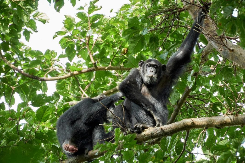 Chimpancés en Uganda
