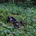 Gorila de espalda plateada y sus crías