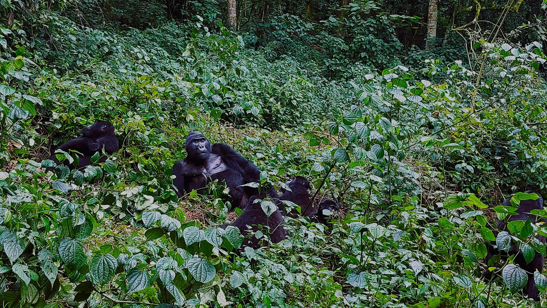 Gorila de espalda plateada y sus crías