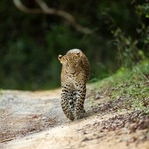 Leopardo en Sudafrica