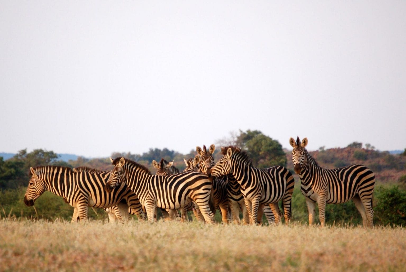 Avistamiento de zebras en Botswana