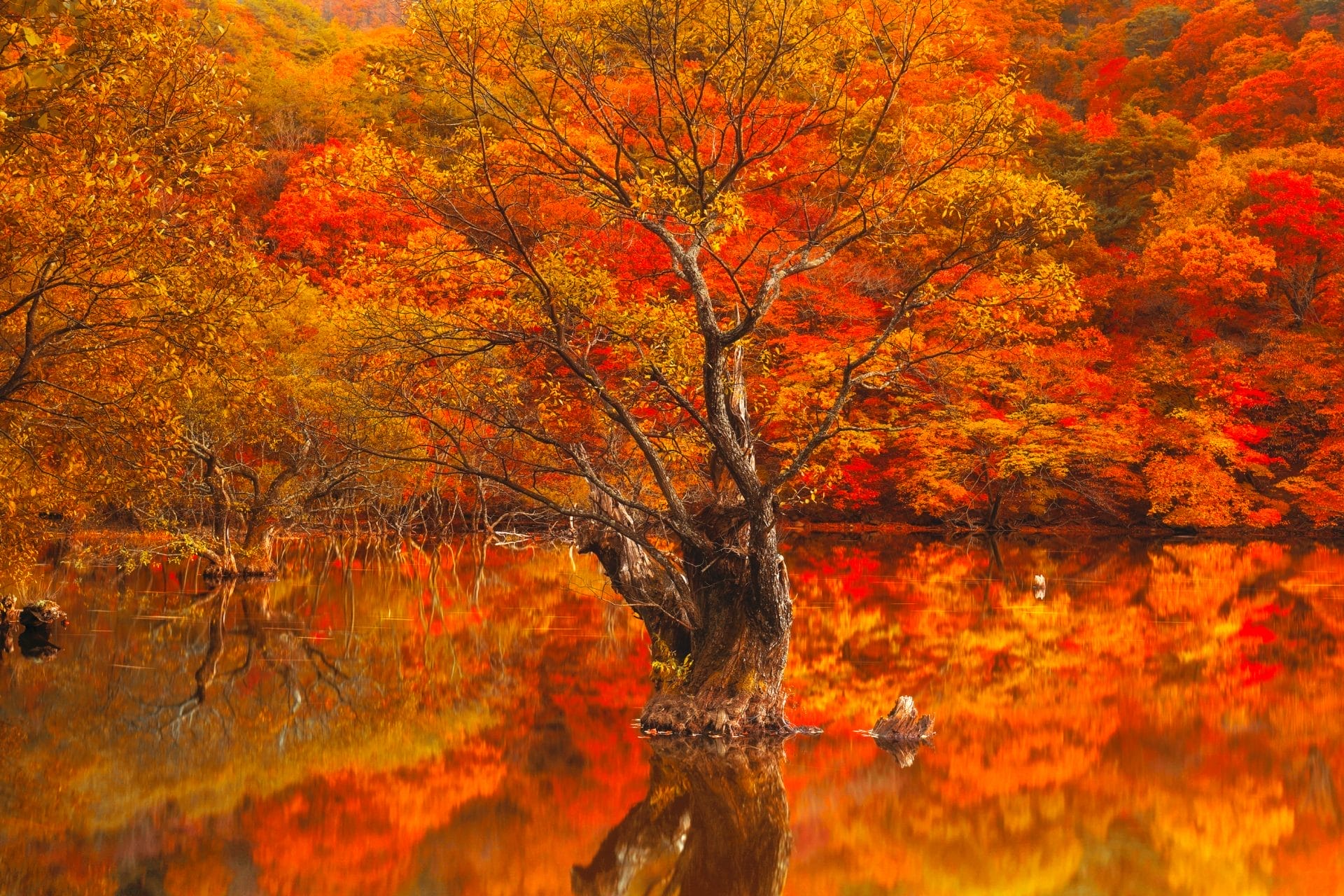 Reflejo del árbol en el agua Lago Corea del Sur