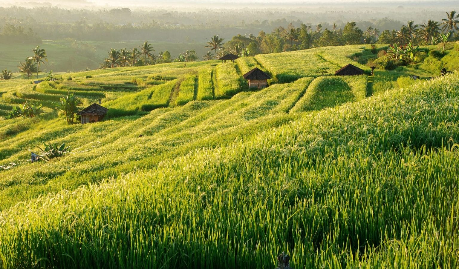 Terraza de arroz Indonesia
