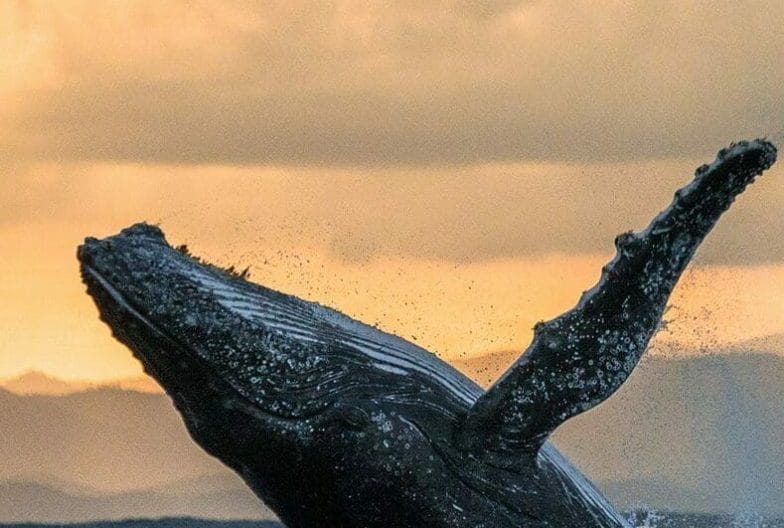 Ballenas jorobadas Madagascar
