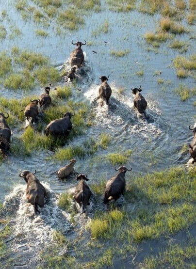Manada de búfalos en el Delta del Okavango
