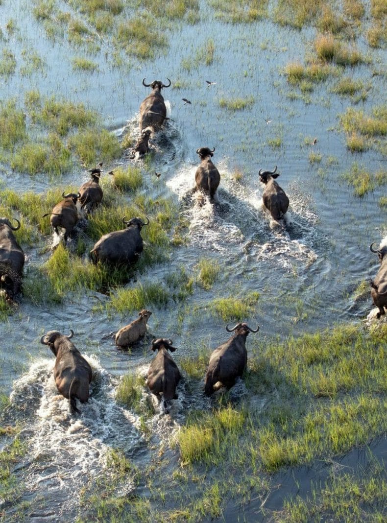 Manada de búfalos en el Delta del Okavango