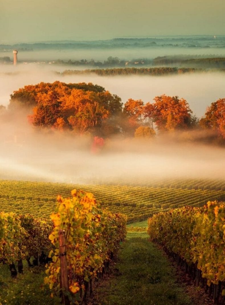 Paisaje al atardecer y smog en los viñedos de Burdeos, Francia, Europa