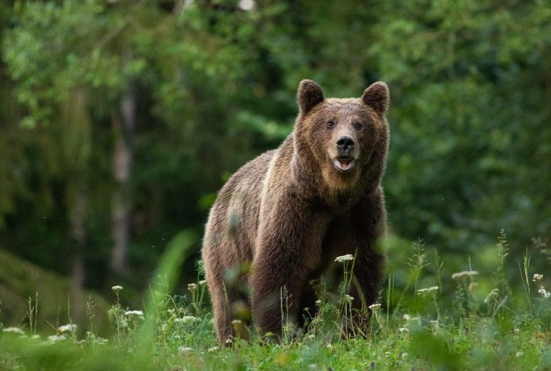Fauna oso pardo Rumanía