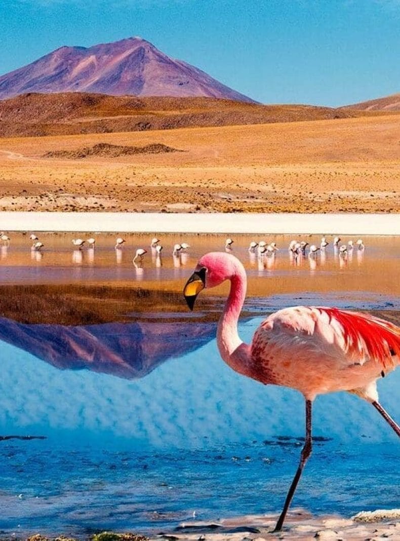 Flamenco lago Bolivia
