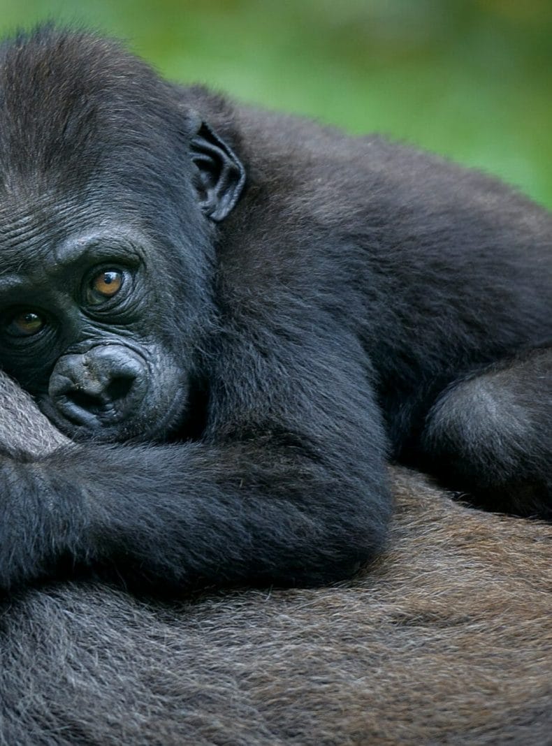 Gorila bebe Ruanda