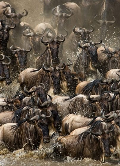 La Gran Migración. Pasando a través de los ñus en la reserva de Masai Mara Kenia
