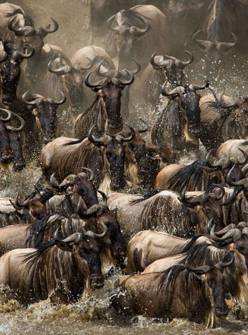 The Great Migration. Going through the Mara wildebeest.