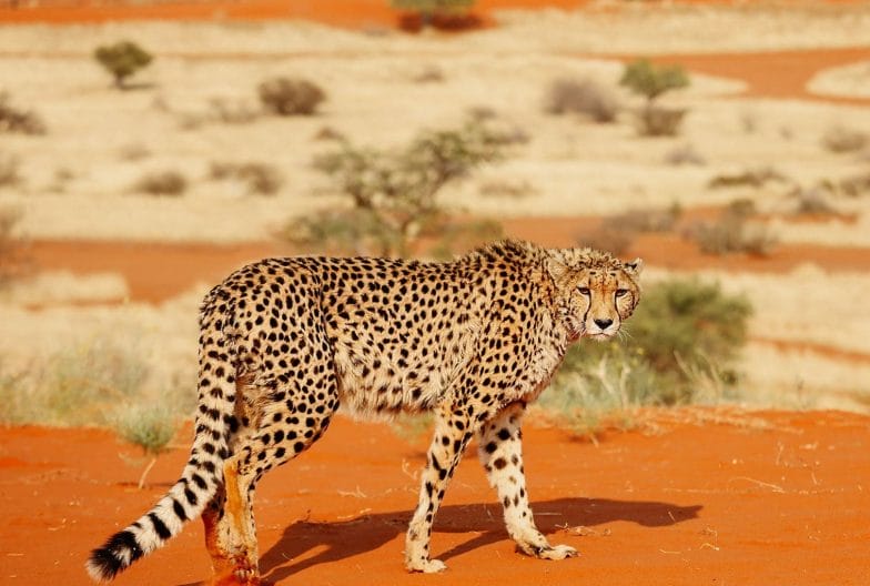 Guepardo en Namibia