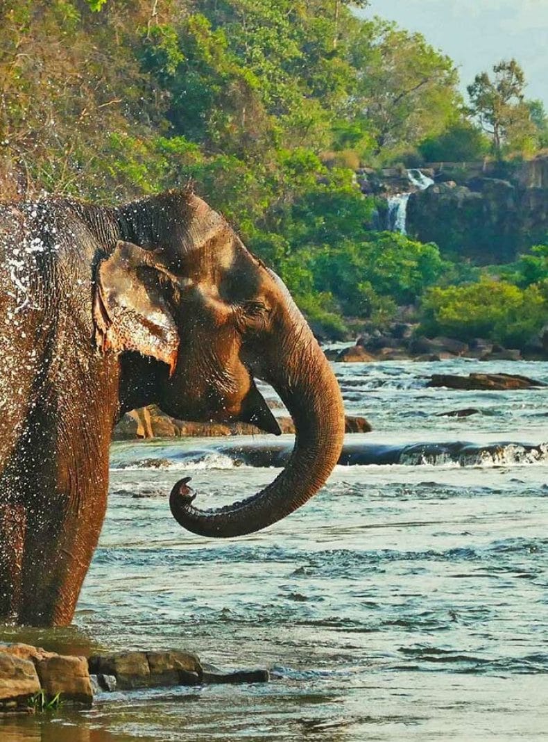 Laos elefante