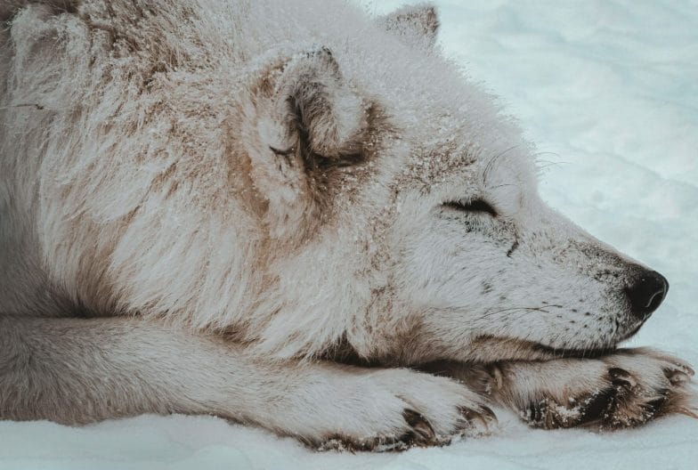 Lobo durmiendo en el Ártico noruego