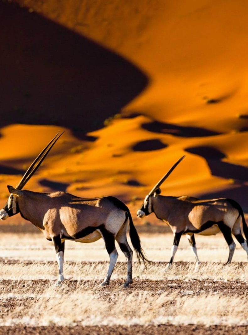 Órix y dunas - Sossusvlei - Namibia