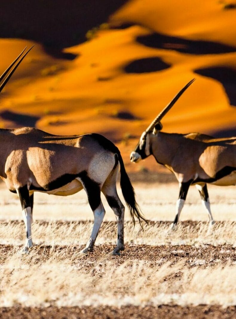 Órix y dunas - Sossusvlei - Namibia