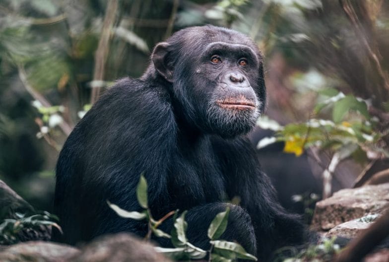 Rastreo-de-chimpancés-en-las-Montañas-Mahale