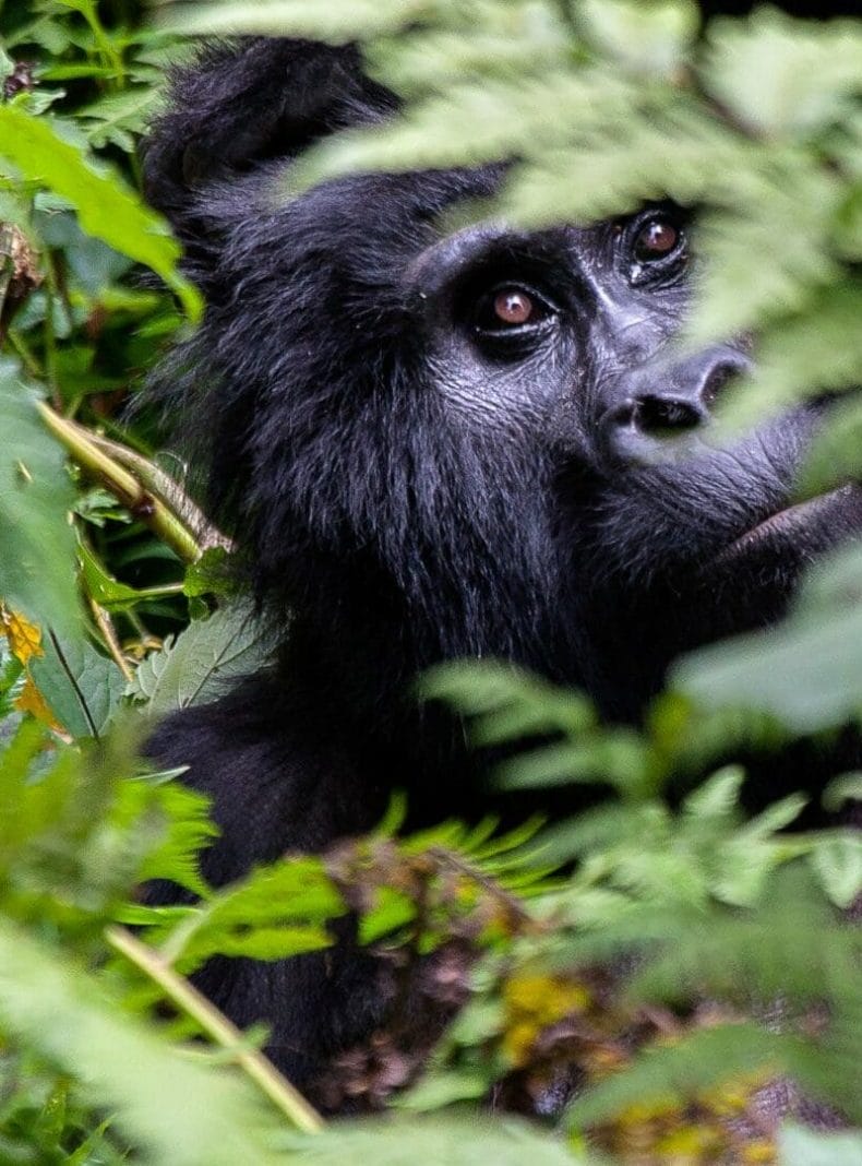 Rastreo de gorilas Uganda