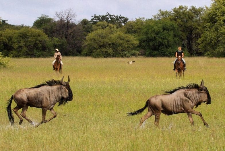 Safari a caballo Camelthorn Zimbabwe