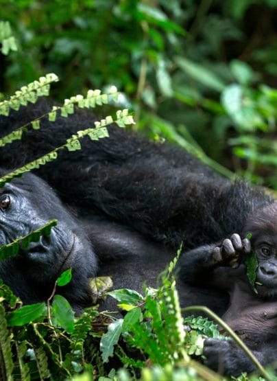 Madre y bebé gorila en el Parque Nacional del Bosque Impenetrable de Bwindi Uganda