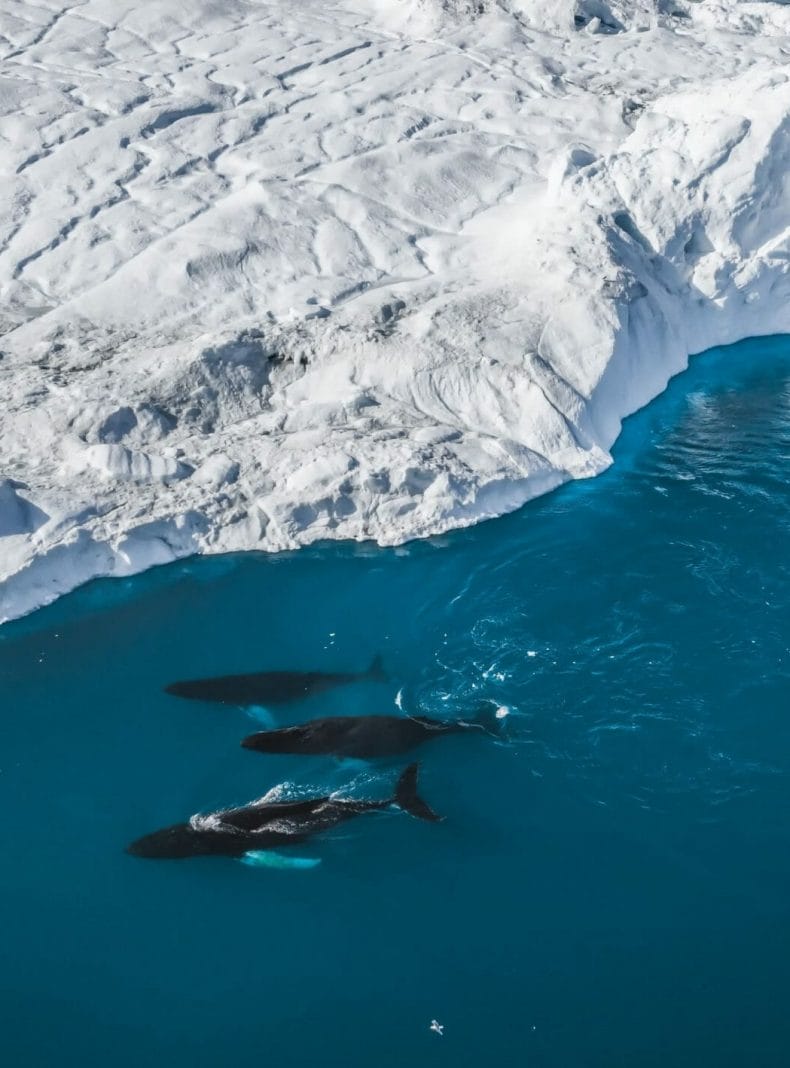 Ballenas Antártida